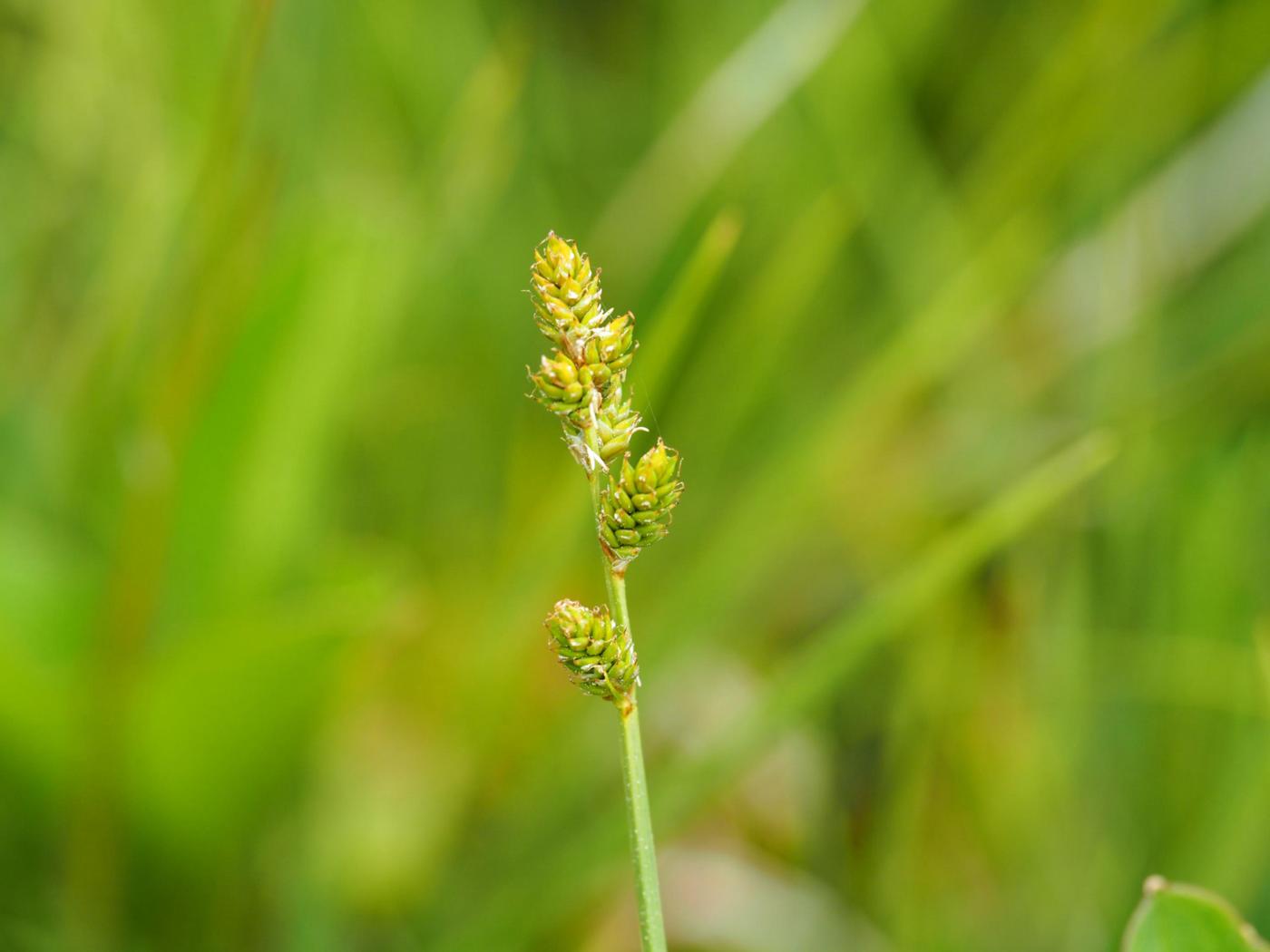 Sedge, White flower